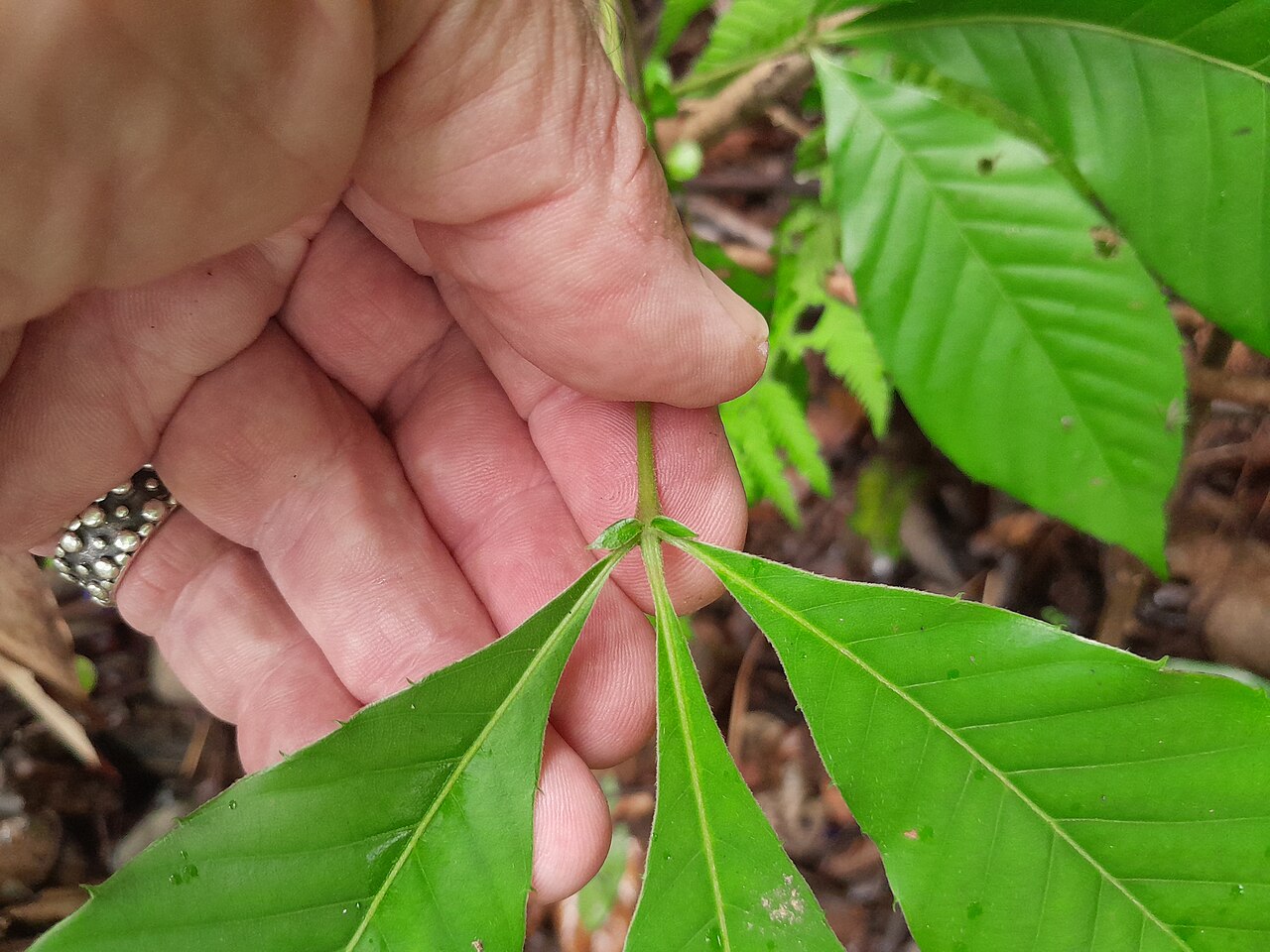 Northern brush mahogany: Karrabina biagiana in rainforest near Cairns , December 2022