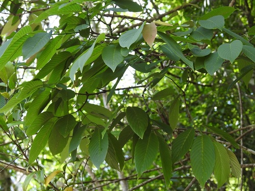 Karwinskia calderonii (Karwinskia calderonii)