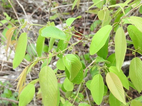 Karwinskia calderonii (Karwinskia calderonii)