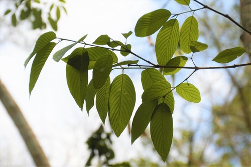 Karwinskia calderonii (Karwinskia calderonii)