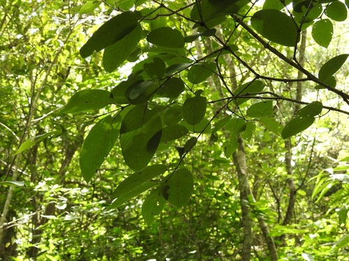Karwinskia calderonii (Karwinskia calderonii)
