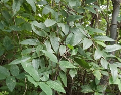 Karwinskia calderonii (Karwinskia calderonii)