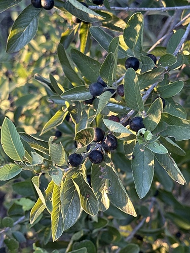 Coyotillo (Karwinskia humboldtiana)