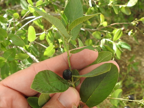 Coyotillo (Karwinskia humboldtiana)