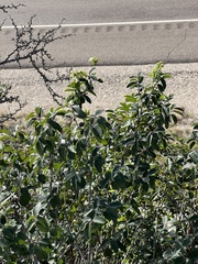 Coyotillo (Karwinskia humboldtiana)