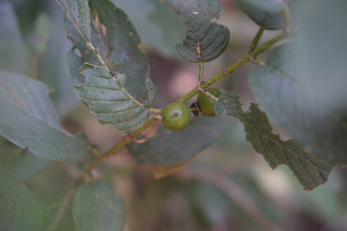 Coyotillo (Karwinskia humboldtiana)