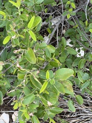 Coyotillo (Karwinskia humboldtiana)