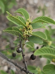 Coyotillo (Karwinskia humboldtiana)
