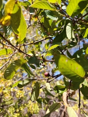 Coyotillo (Karwinskia humboldtiana)