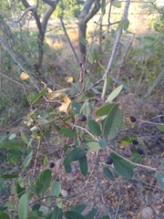 Coyotillo (Karwinskia humboldtiana)