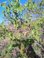 Coyotillo (Karwinskia humboldtiana)