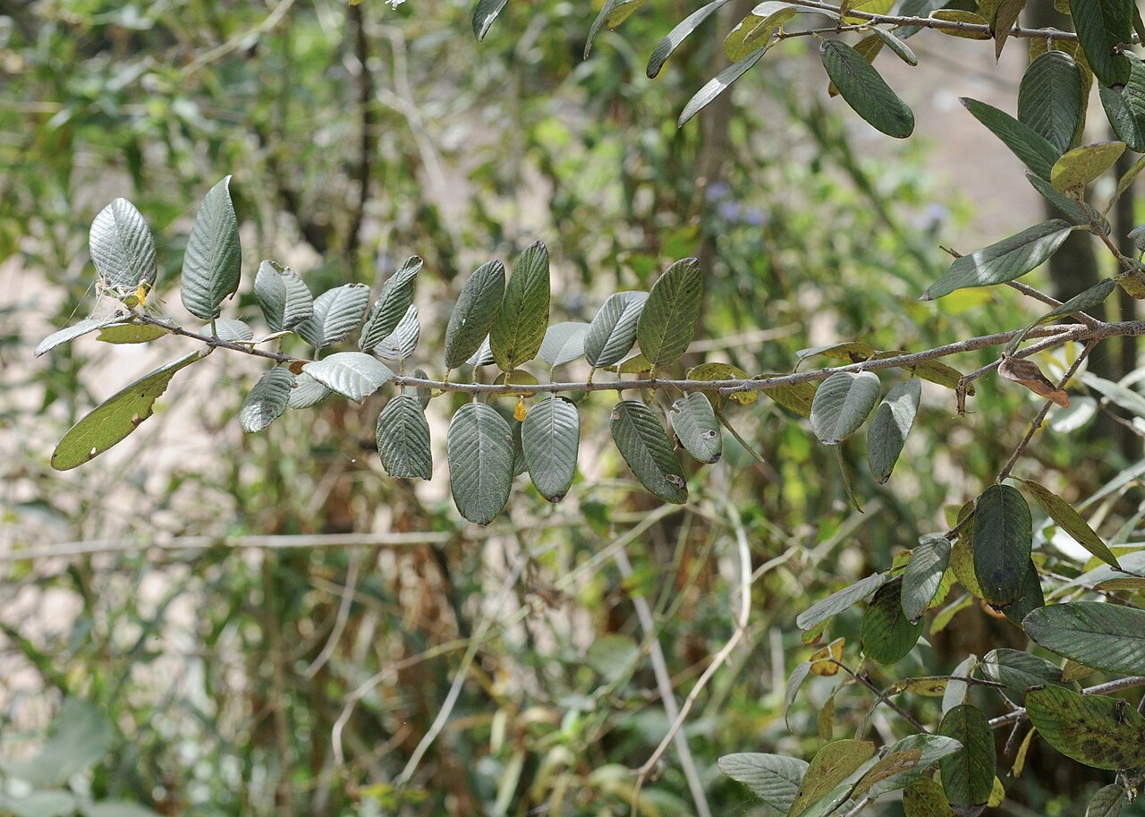 Coyotillo: Coyotillo, Edinburg Scenic Wetlands & World Birding Center, Edinburg, Hidalgo County, March 2023