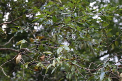 Coyotillo (Karwinskia humboldtiana)