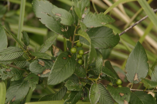 Coyotillo (Karwinskia humboldtiana)