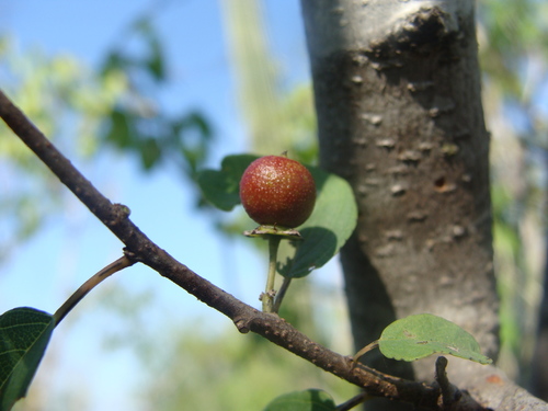 Karwinskia parvifolia (Karwinskia parvifolia)