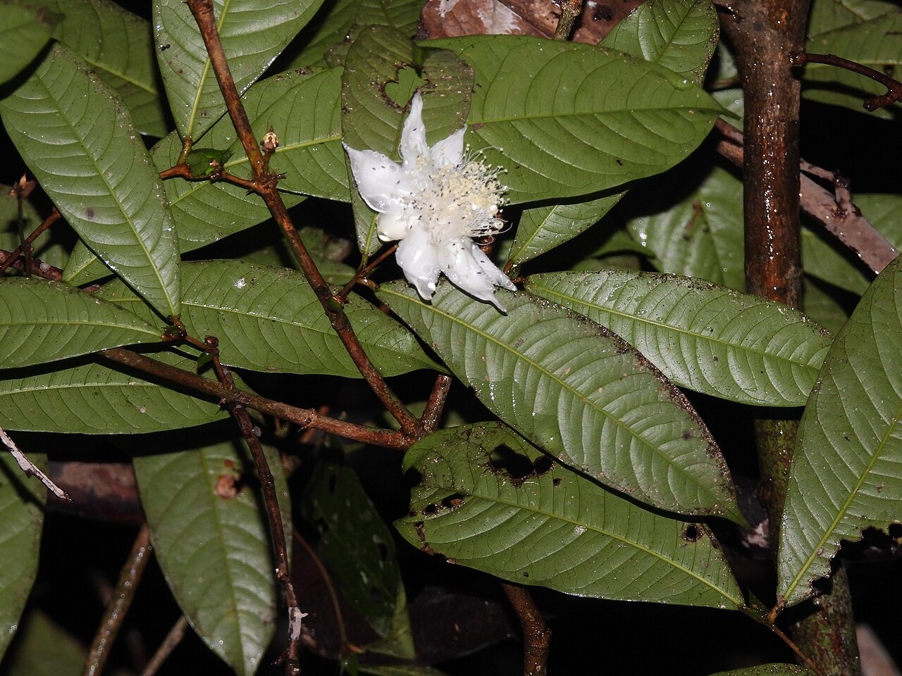 Kayea kunstleri: Kayea kunstleri in Malaysia