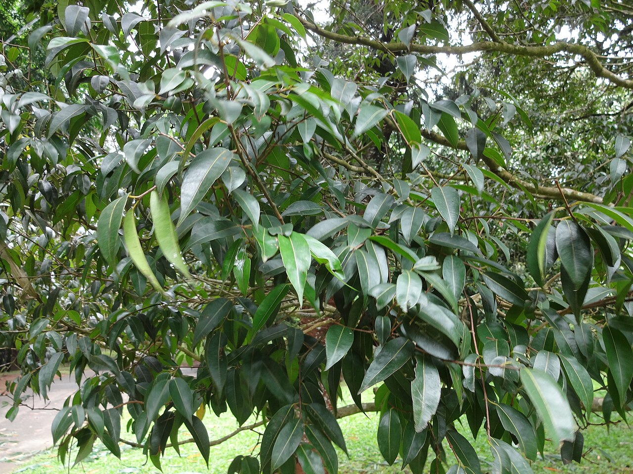 Kayea stylosa: Mesua stylosa im Botanical Garden of Peradeniya