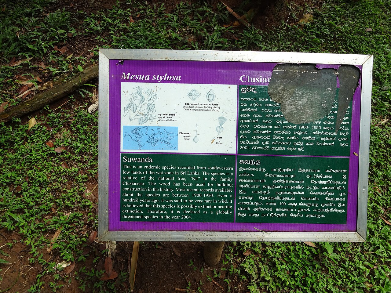 Kayea stylosa: Mesua stylosa im Botanical Garden of Peradeniya
