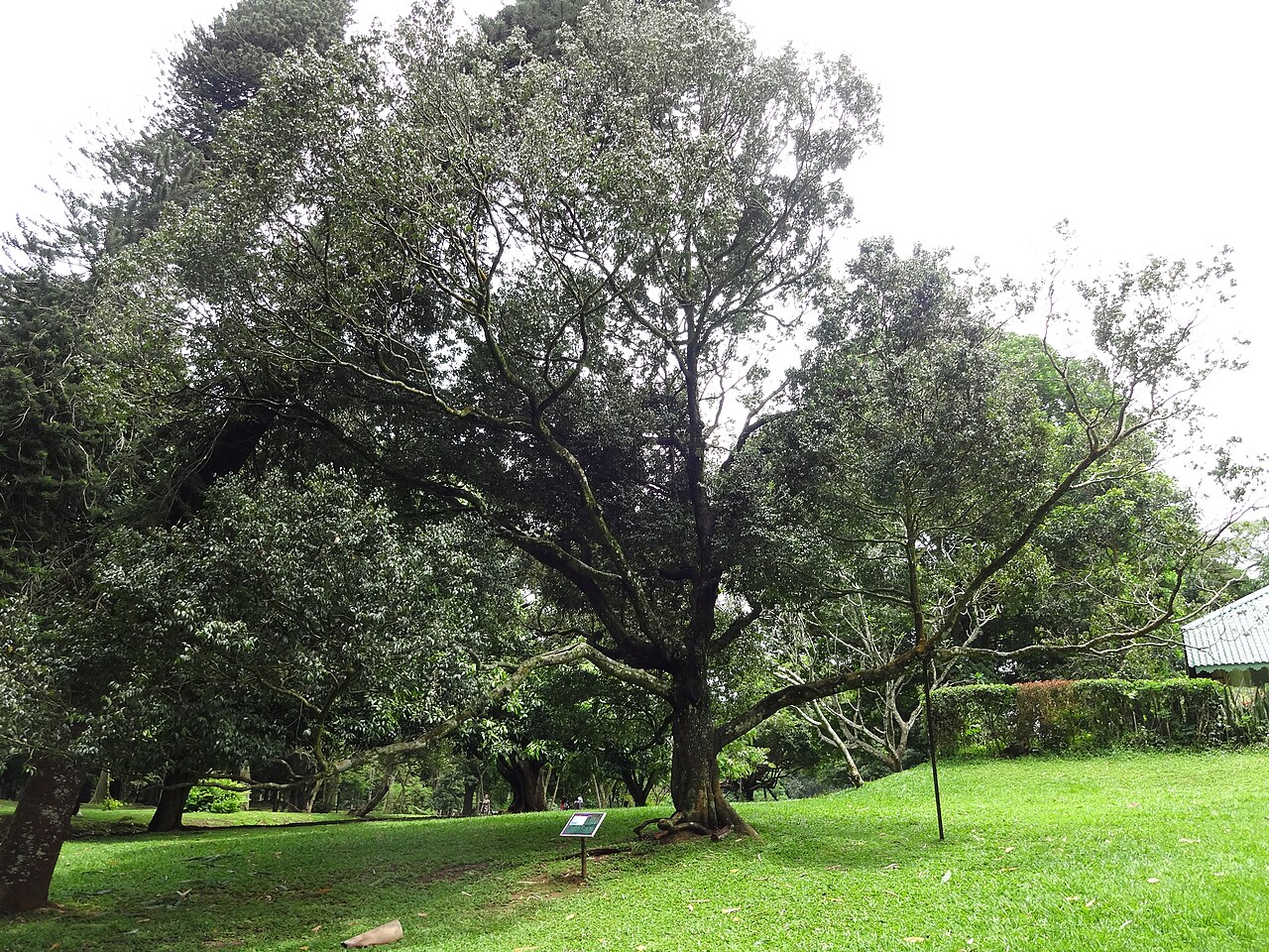 Kayea stylosa: Mesua stylosa im Botanical Garden of Peradeniya