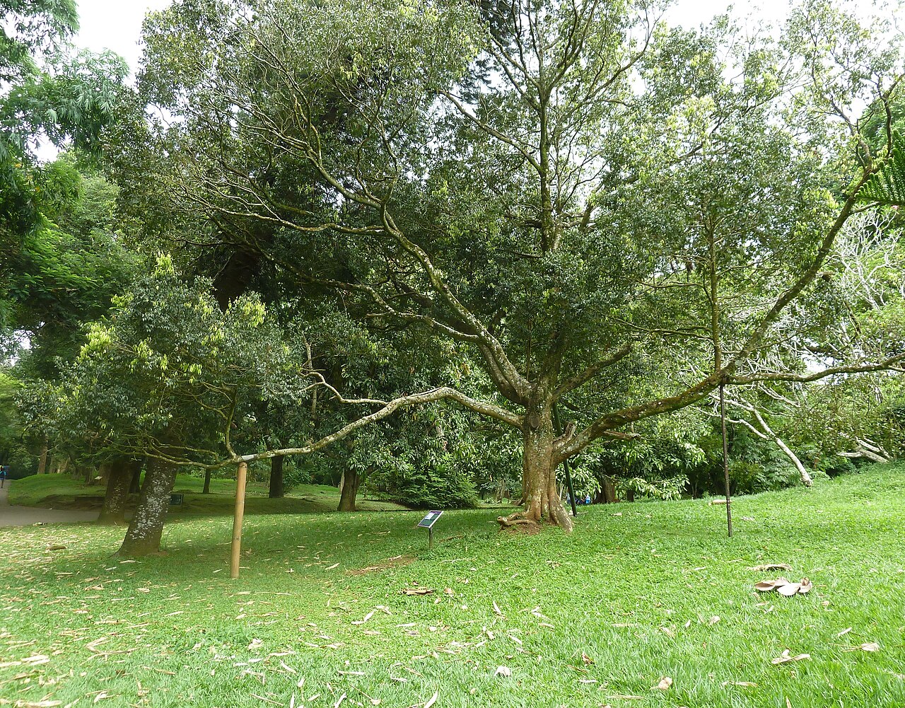 Kayea stylosa: le Jardin botanique de Peradeniya à Kandy .- Sri Lanka