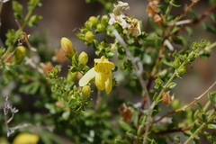 Snapdragon penstemon (Keckiella antirrhinoides)