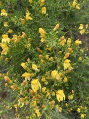 Snapdragon penstemon (Keckiella antirrhinoides)