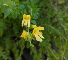 Snapdragon penstemon (Keckiella antirrhinoides)