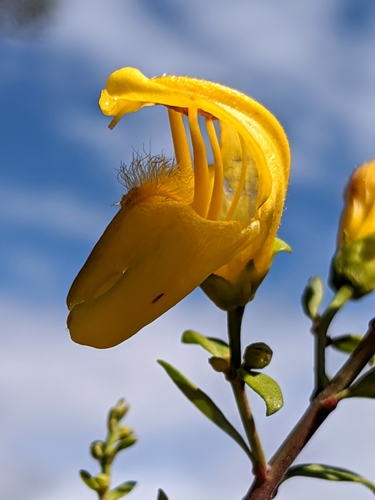 Snapdragon penstemon (Keckiella antirrhinoides)