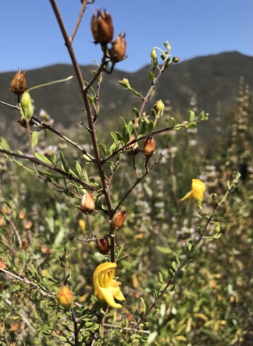 Snapdragon penstemon (Keckiella antirrhinoides)