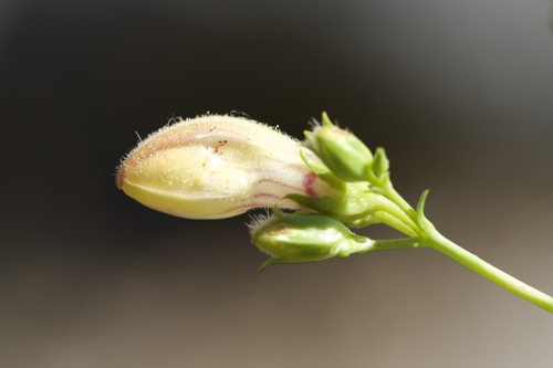 Bush beardtongue (Keckiella breviflora)