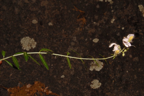 Bush beardtongue (Keckiella breviflora)