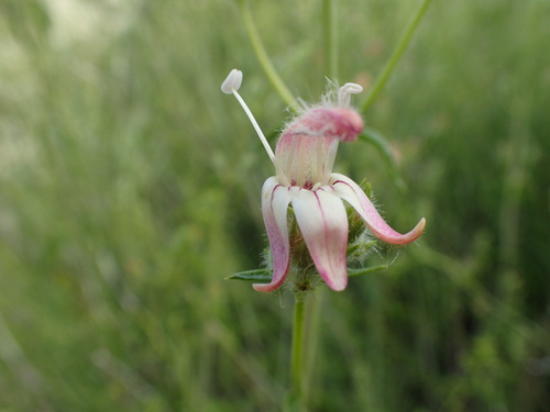 Bush beardtongue (Keckiella breviflora)