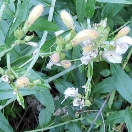Bush beardtongue (Keckiella breviflora)