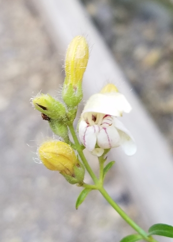 Bush beardtongue (Keckiella breviflora)