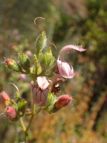Bush beardtongue (Keckiella breviflora)
