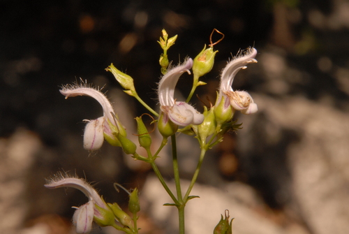 Bush beardtongue (Keckiella breviflora)