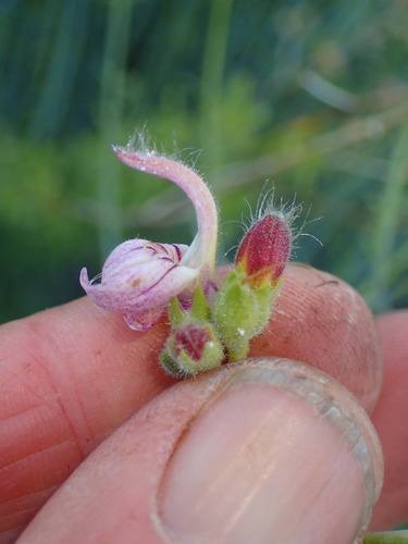Bush beardtongue (Keckiella breviflora)