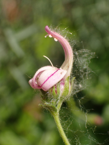 Bush beardtongue (Keckiella breviflora)