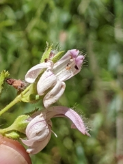 Bush beardtongue (Keckiella breviflora)