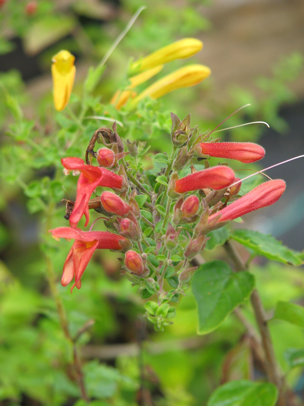 Heartleaf keckiella: Keckiella cordifolia