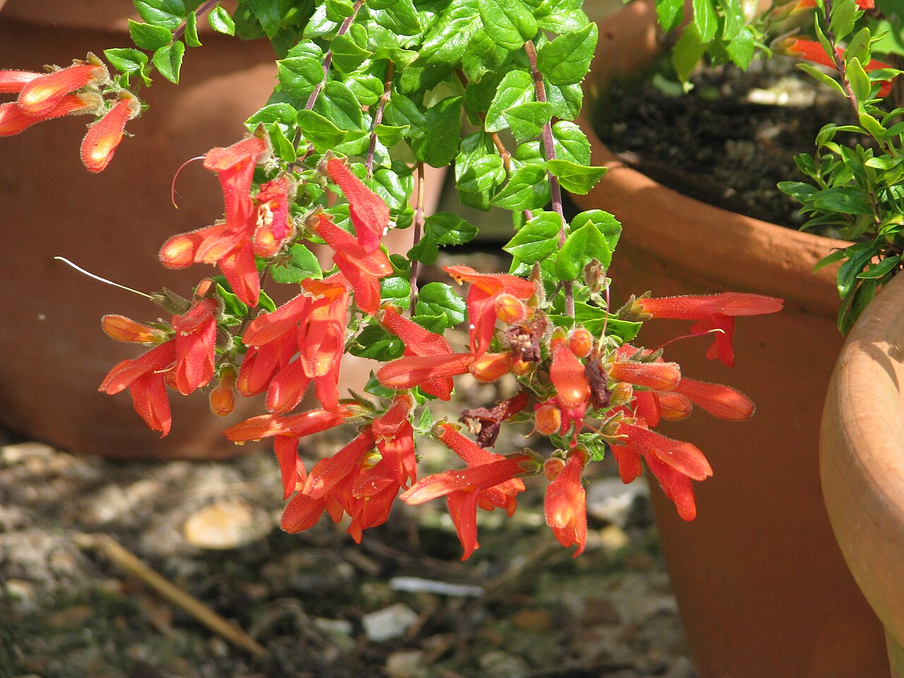 Heartleaf keckiella: Keckiella cordifolia