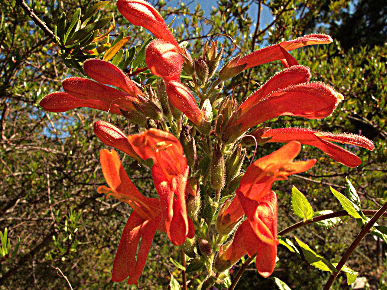 Heartleaf keckiella: Keckiella cordifolia—heartleaf keckiella. Photographed ate Regional Parks Botanic Garden located in Tilden Regional Park near Berkeley, CA.