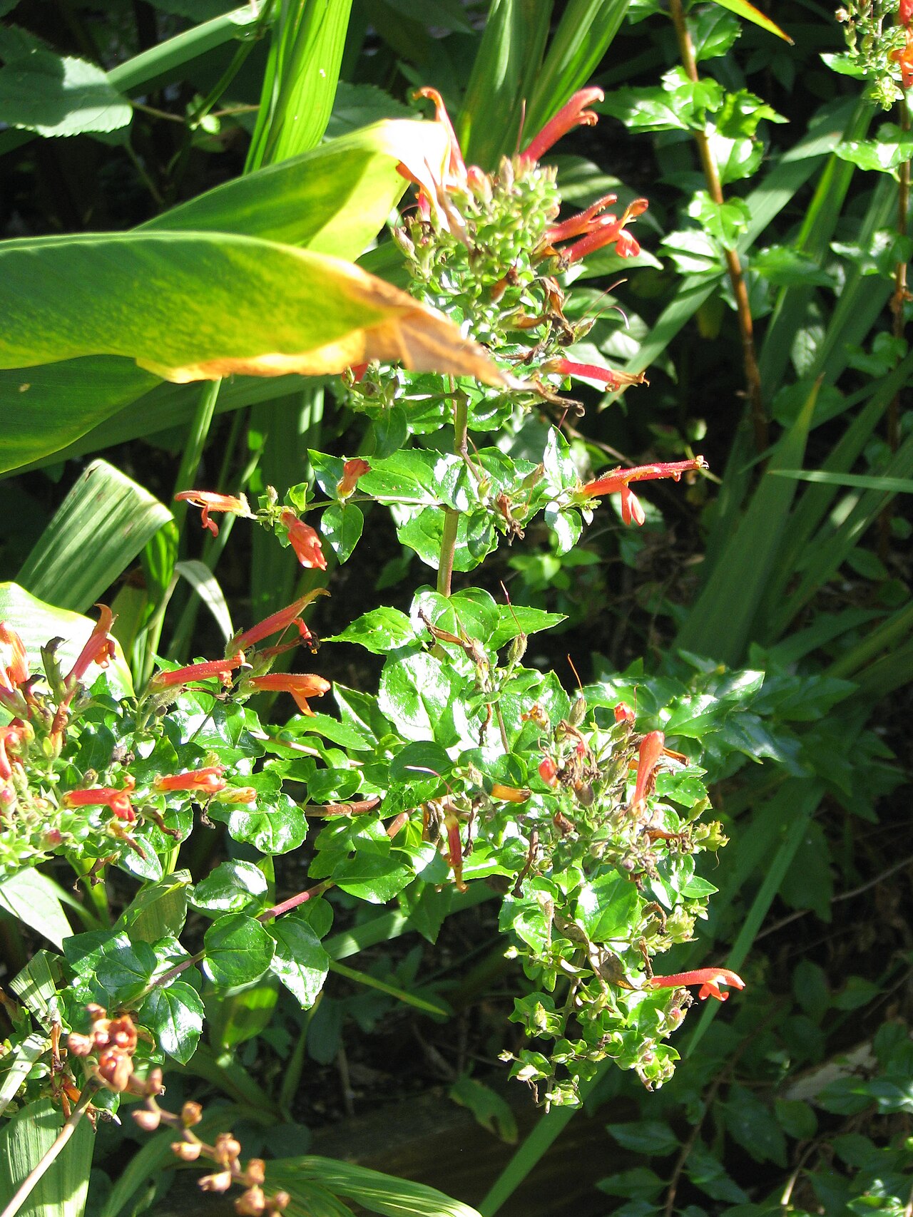 Heartleaf keckiella: Self-sown seedling - much happier than any I grew 'properly'