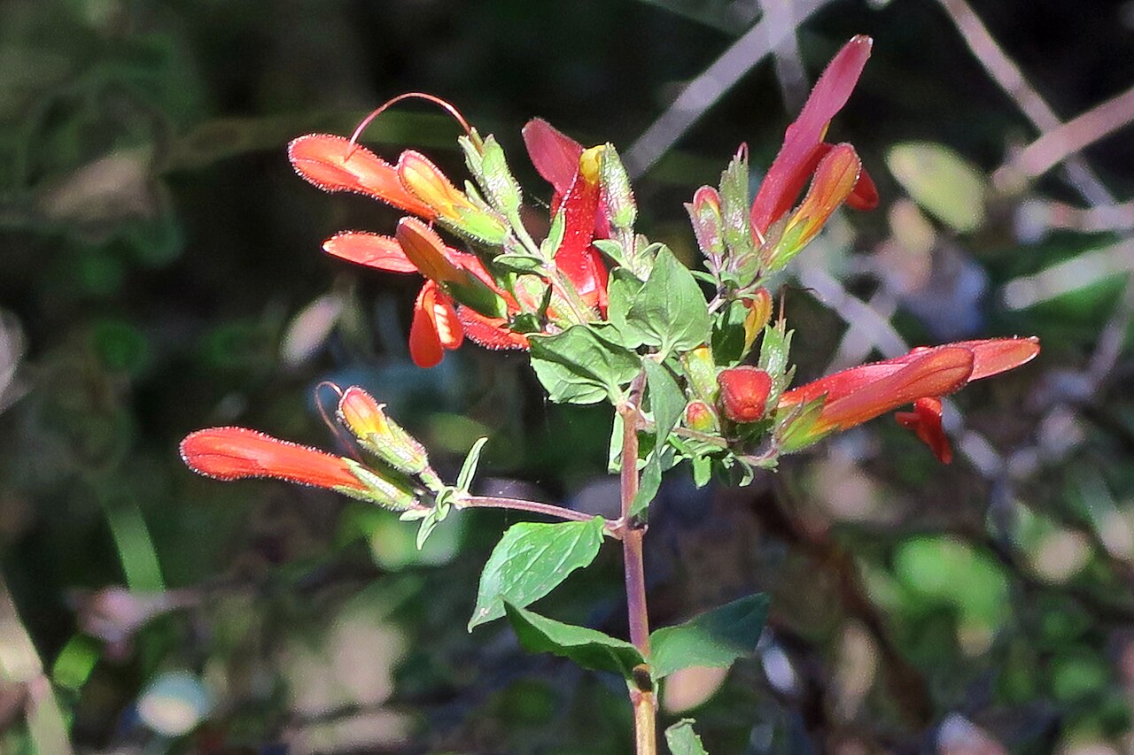 Heartleaf keckiella: Keckiella cordifolia—Heartleaf keckiella. Grows in chaparral below 1200 meters from San Luis Obispo County south into Baja California. The plant "appears confli