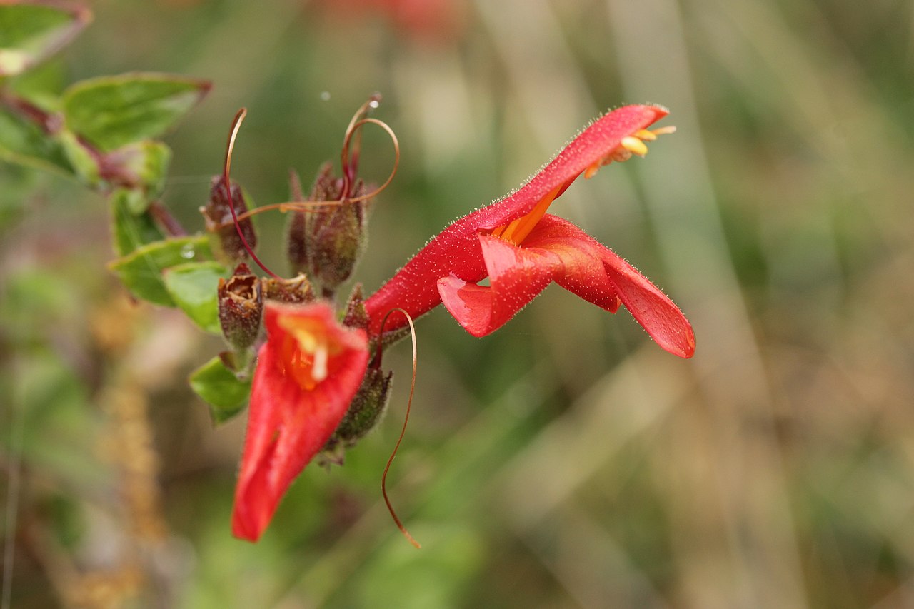 Heartleaf keckiella: Heartleaf Keckiella - Keckiella cordifolia