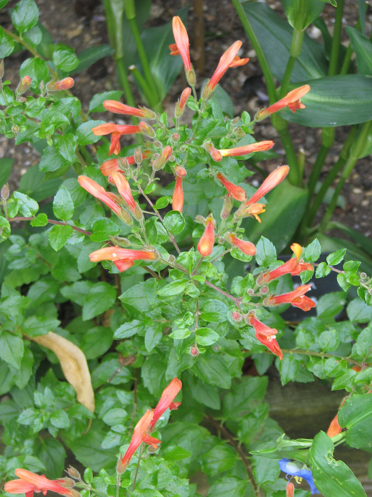 Heartleaf keckiella: The best I ever grew is this self-seeded specimen. It's only a few months old and growing in the border. No idea if it will survive the winter but the moral of
