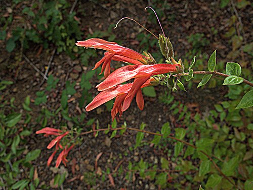 Heartleaf keckiella: Keckiella cordifolia—heartleaf keckiella. Grows many places on the east side of our garden and looks great in every location. Photographed at the Regional Parks
