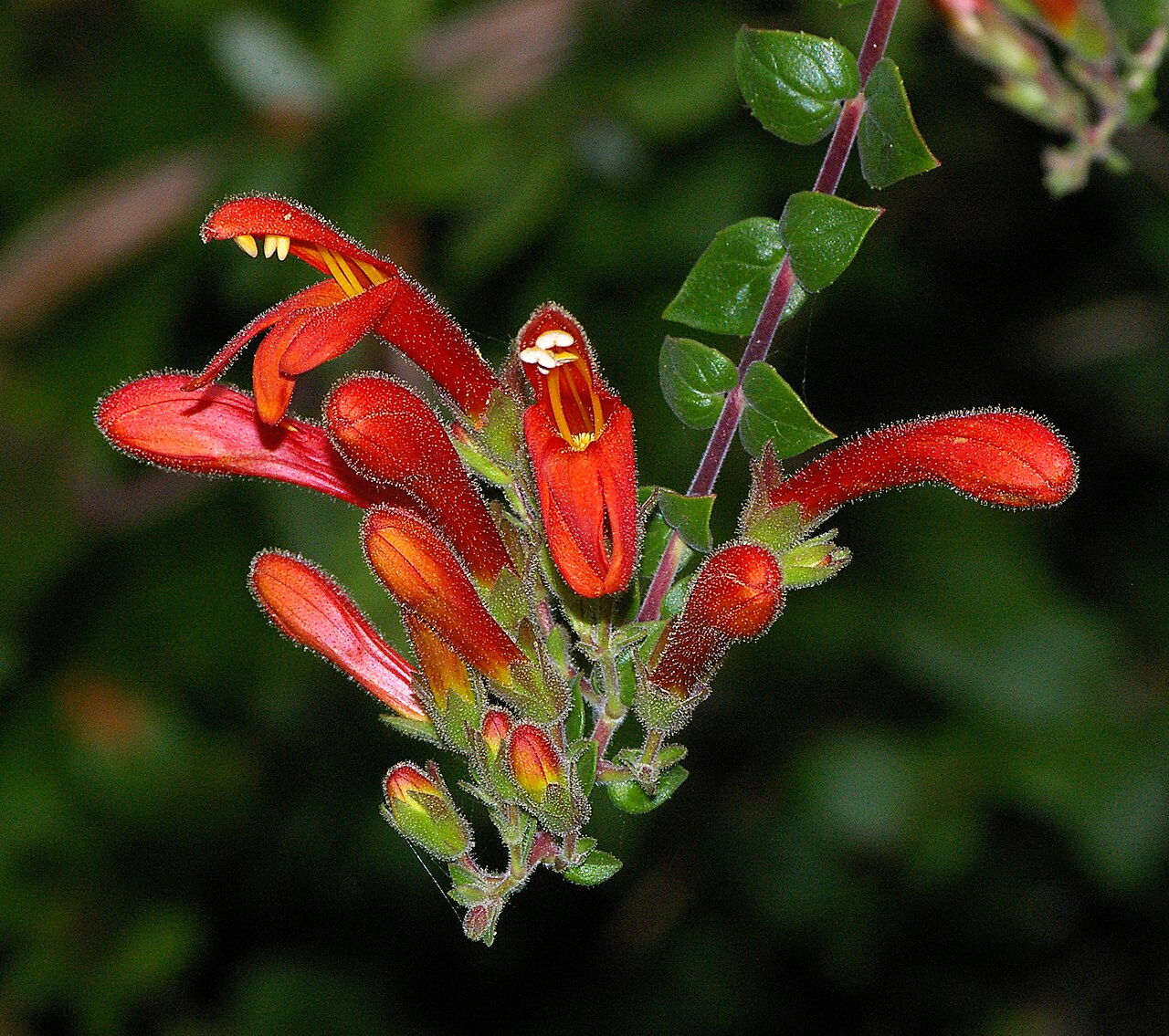 Heartleaf keckiella: CALIFORNIA - FLOWERS of San Luis Obispo Co