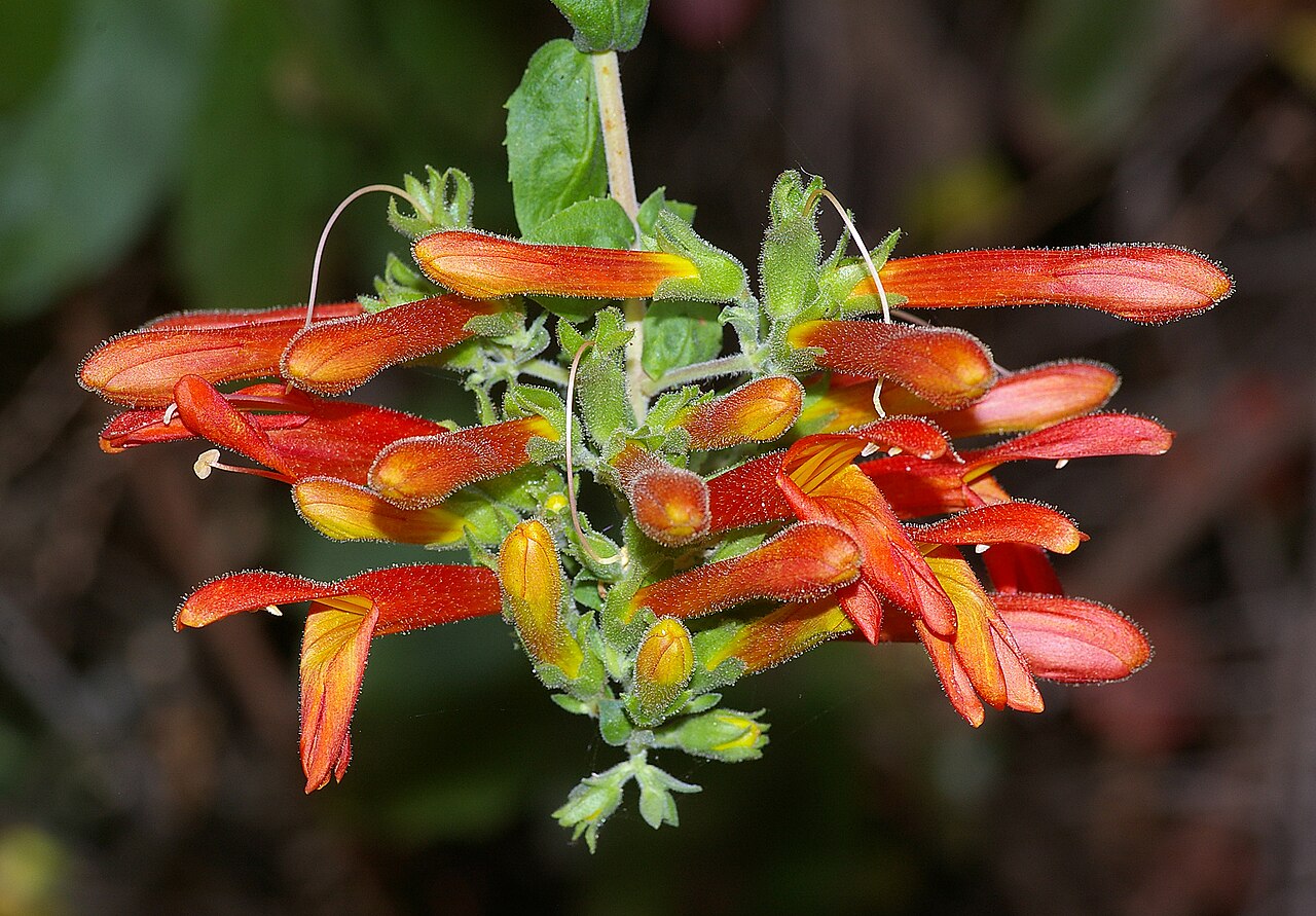 Heartleaf keckiella: CALIFORNIA - FLOWERS of San Luis Obispo Co