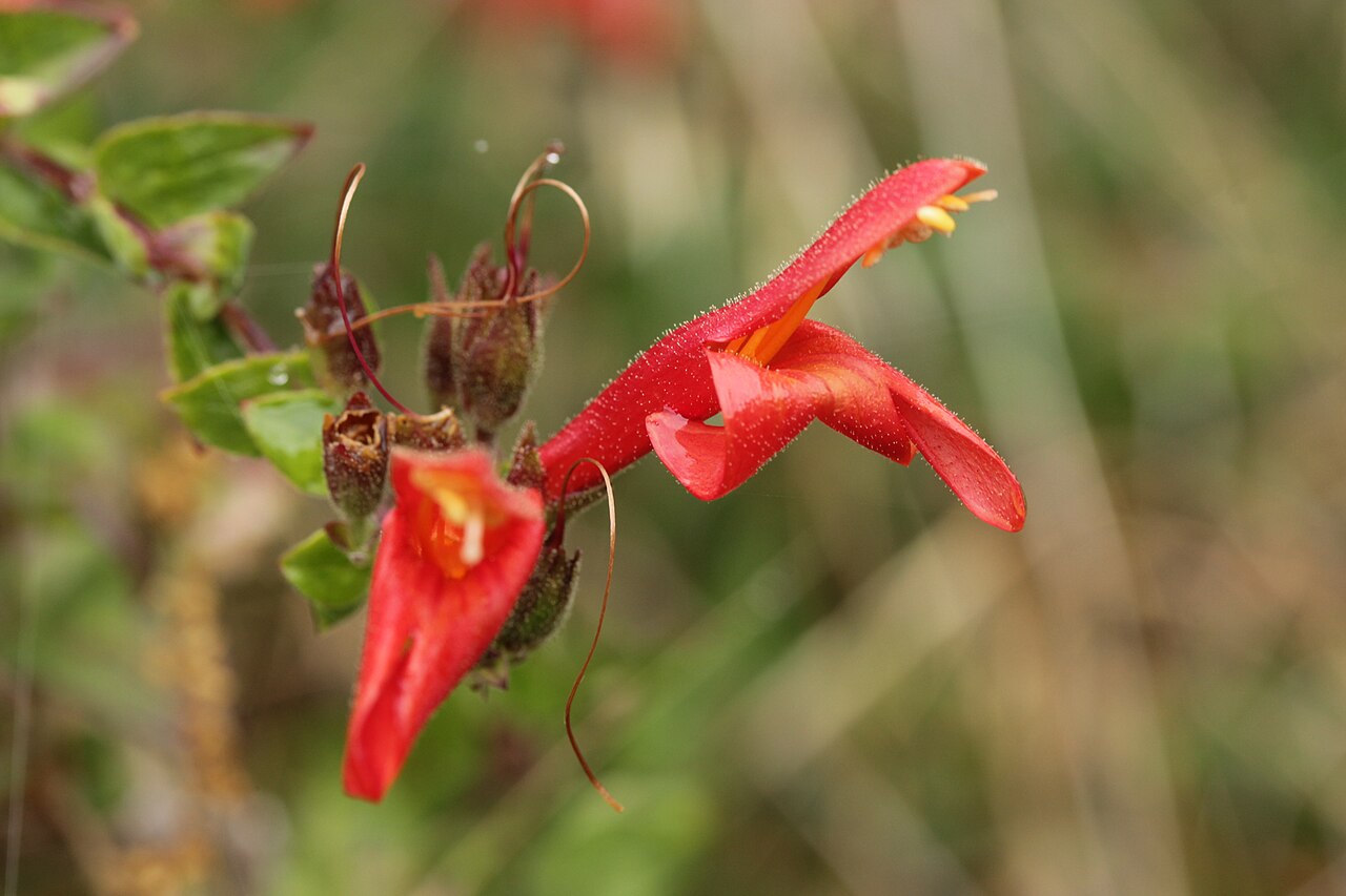 Heartleaf keckiella: Heartleaf Keckiella - Keckiella cordifolia